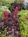 Plant name: Coral Bells Heuchera  cv. Timeless Night